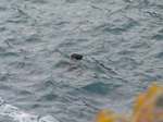 SX07438 Grey Seal (Halichoerus grypus) in Tintagel Haven.jpg